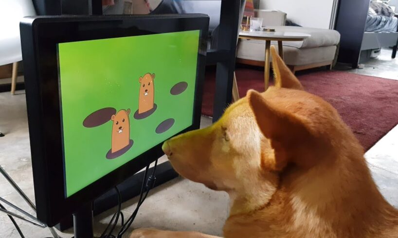 Dogs playing video games with Joipaw