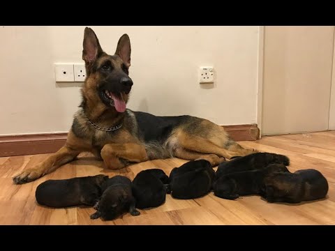 German shepherd Giving birth to 9 puppies - (First Litter)