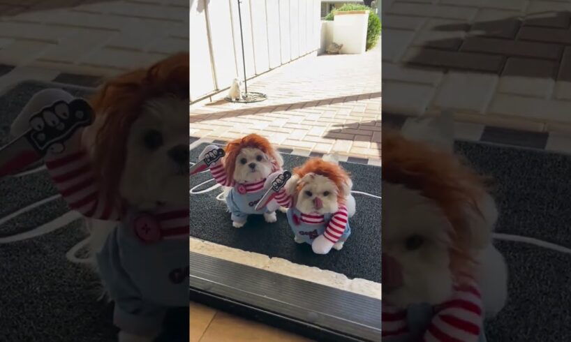 Halloween 🎃 costumes for cute puppies #puppy #halloween #halloweencostume #cute #funny #pets