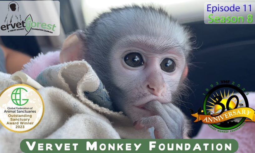 "Heartbreaking Moments: Pet  Baby Monkey with Nappy Rash & A wild Baby Monkey Cries for Lost Mom!"