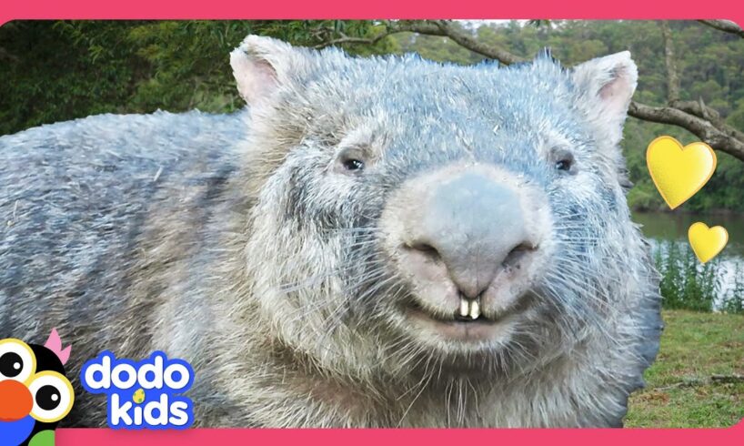 How To Catch A Wild Wombat! | Dodo Kids | Rescued!