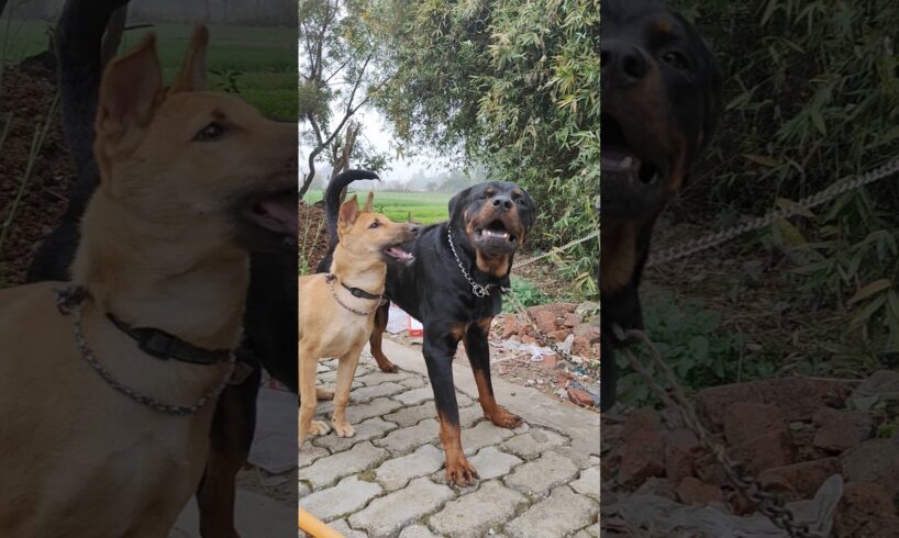 Hunter playing with jacob #dog #rottweiler #aggresive #animals #doberman #pitbull #dogfight #hunter