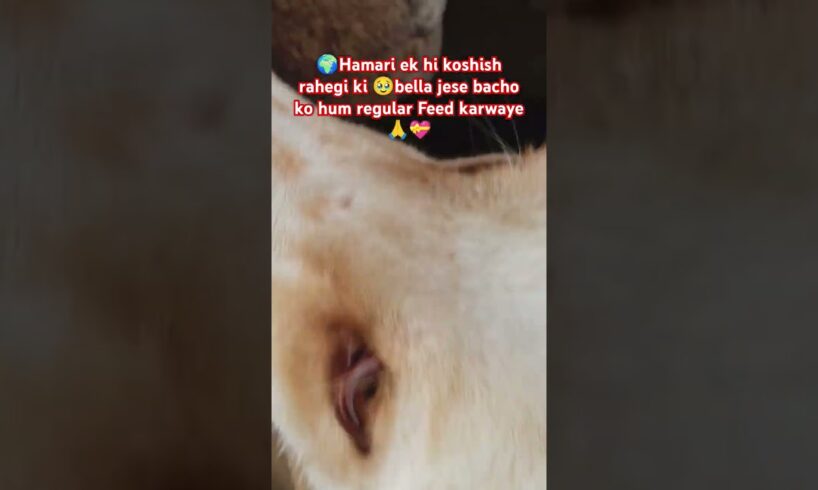 Kitne cute puppies die hai Bella ne 🫣💯♥️#doglover #dogs #pets #puppy #mother #cutepuppy #shorts