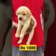 Labrador puppy for sale RS 1000 || #shorts