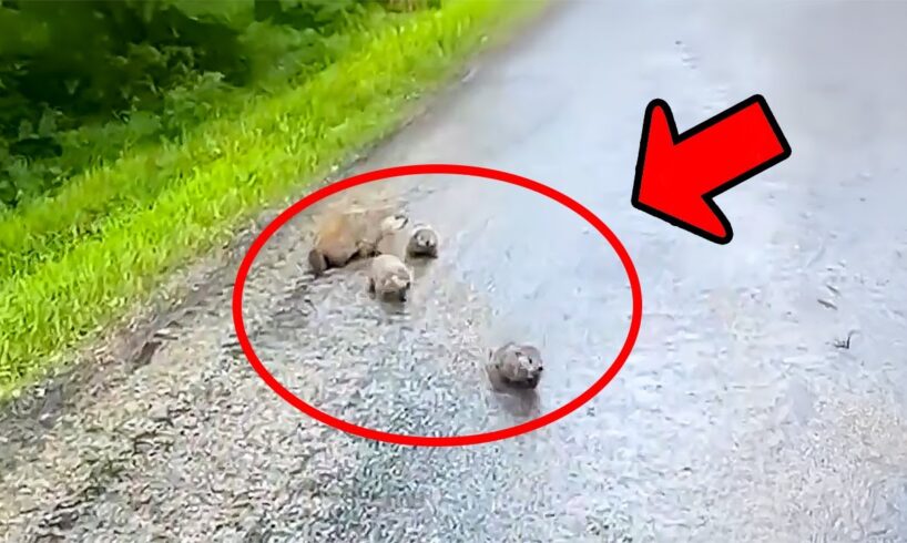 Mother hedgehog carried her dying baby out to the street to ask for help, then a miracle happened.
