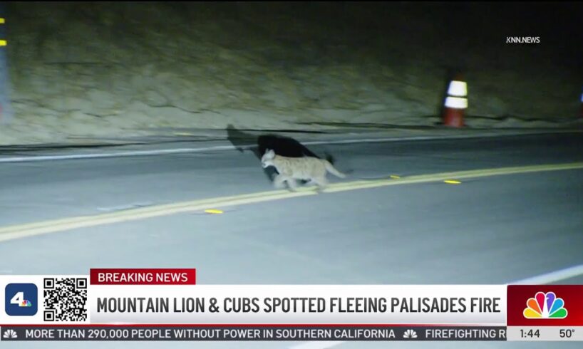 Mountain lion and cubs spotted fleeing Palisades Fire