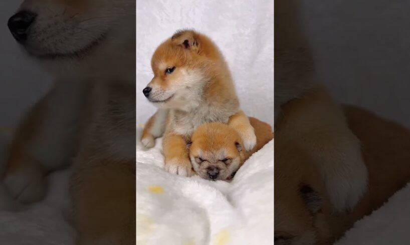 My Cutest Puppies 🐶🐶🐶 #puppy #dog #dogs #puppies #shorts