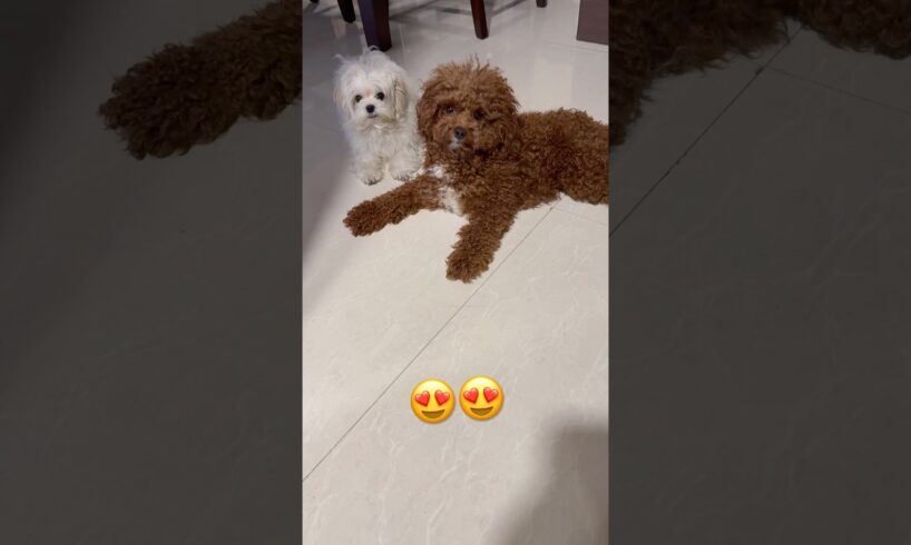 My world #shorts #youtubeshorts #cute #puppies #dogshorts #love #fyp #doglife #fun