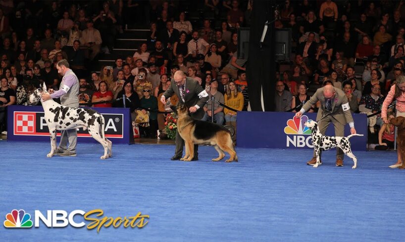 National Dog Show 2023: Best in Show (Full Judging) | NBC Sports