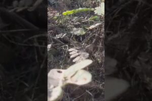 Pet home animal - Animal Rescues - Dog in Village  -Dog Videos #cat #streetdog