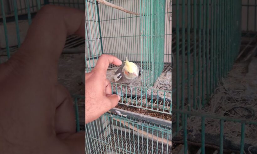 Play with cockatiel #pakhi #cockatiel #cockatail #cockatiel_bird #cockatielbirds #birds #animals