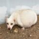 Pregnant Mother Dog Was Chased, Ran Away, Stressed, Cowered Into a Corner in Fear