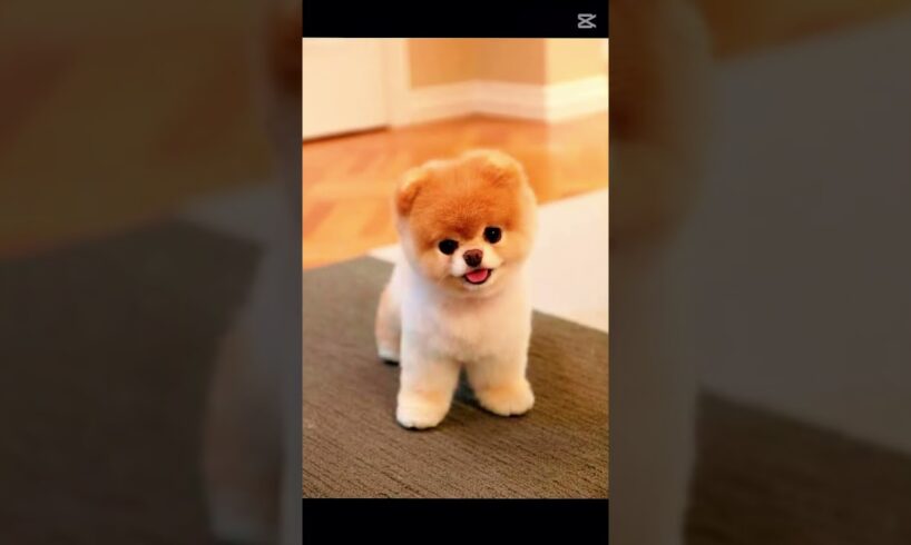 Pt 17 Cutest puppies of earth #puppies #edit #shorts #fyp #viralshorts #cutestpuppies #cute