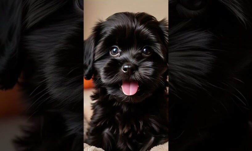 Puppies #cute #puppies