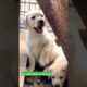 So cute puppies😍 😍😘😘 #cute #doglover #beautiful#puppy#love #youtubeshorts #shorts #youtube #trending