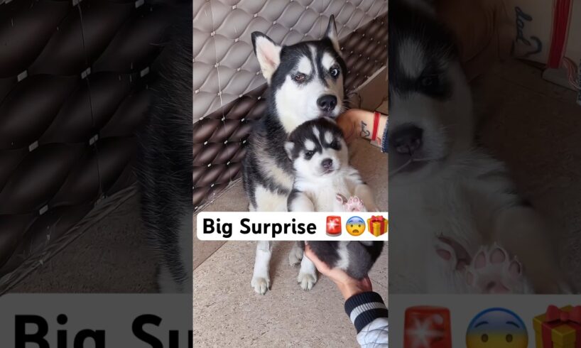 Something Wrong 🚨 with husky puppy  #loveya #dog #trendingsongs #husky #loveya #shorts ￼