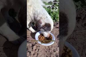 Sorpresas para lomitos bonitos 🐶😍