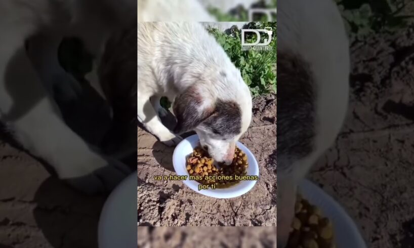 Sorpresas para lomitos bonitos 🐶😍