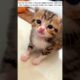 Stray kitten rescued after being bullied by a dog #animals #rescue #animalrescue