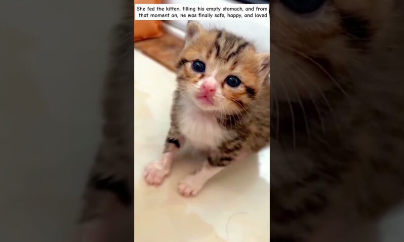 Stray kitten rescued after being bullied by a dog #animals #rescue #animalrescue