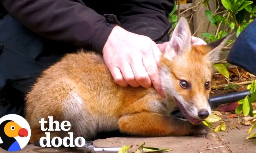 Tangled Baby Fox Calms Down For His Rescuer | The Dodo