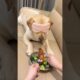 The dog was cheated by its owner #animals #funny #shorts