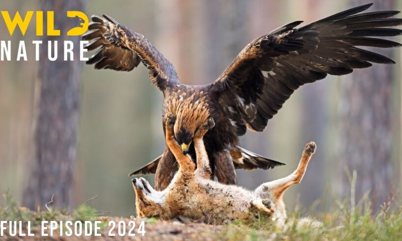 WILD YOSEMITE | The Battle for Survival Amidst Majestic Nature | Animal documentary