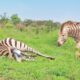 Zebra Stallion Crushes Foal Mid-Birth While Mom Fights Back