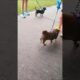 #cute#puppies