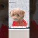 #teddy #maltipoo #dog #cute #puppies #puppy #dogshorts #shorts #trending #fyp #funny #love #pets
