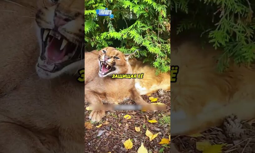 Каракал подружился с бездомной кошкой❤️ #животные #animals