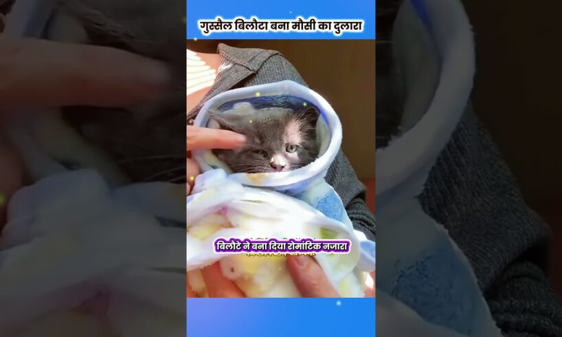 गुस्सैल बिलौटा बना मौसी का दुलारा 😊 #animal #animalrescue #animallover #rescue #cat