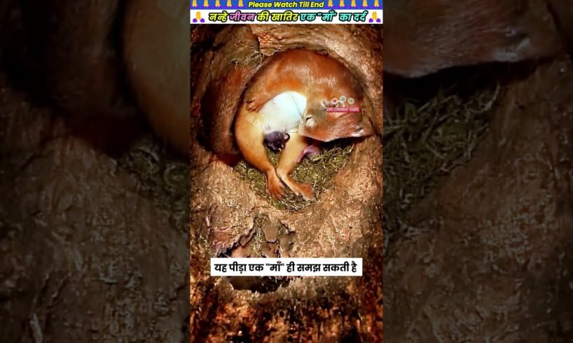 नन्हे जीवन की खातिर एक माँ का दर्द 🙏 #animal #animalrescue #animallover #rescue #squirrel