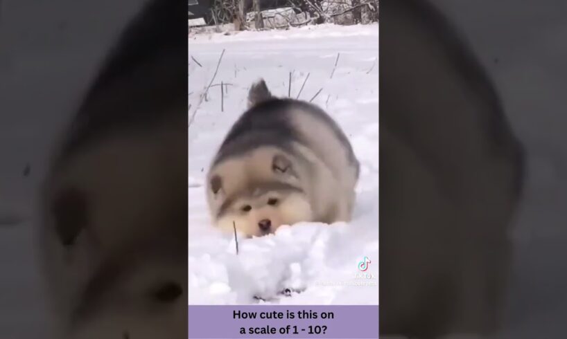 13. The cutest puppies ever  #fashion #beauty #cute #style #bikini #outfit #love #beach #puppies