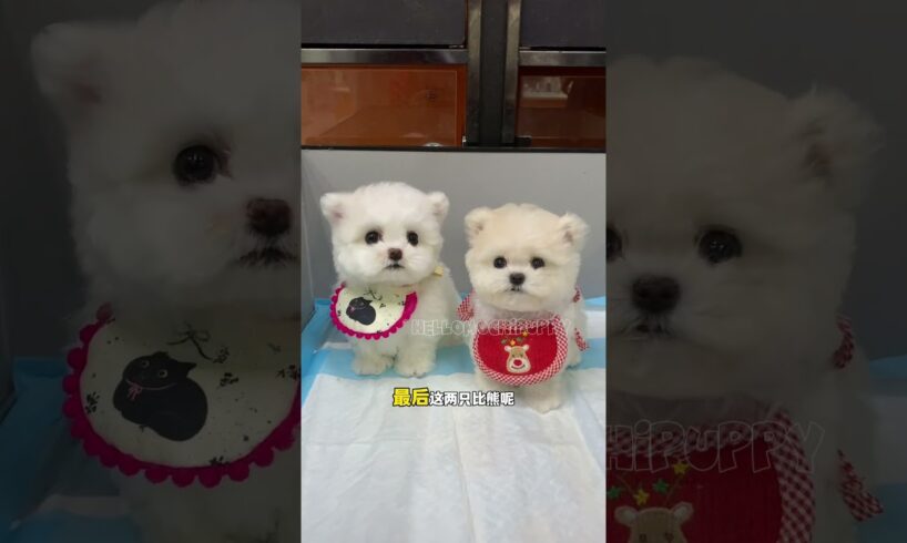 cute puppies funny moment cute overload ❤️#hellomochi #dog #bichon