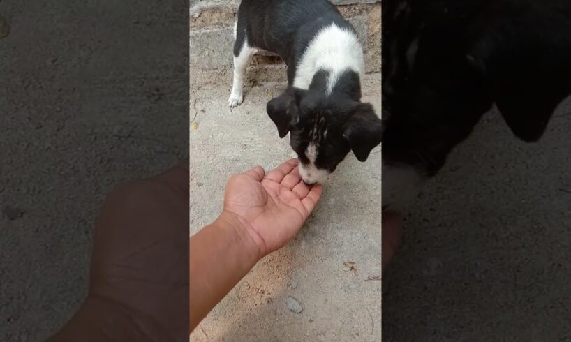 Cutest puppies in the world ❤️🐕🐕#shorts#doglover  #dog short#jupiter#puppy 🐕❤️❤️