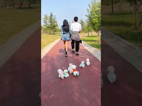 teacup dog breeds / teacup puppies🐕 #shorts #dog #toys #cute #puppy #cutepuppy #cutepup #puppyvideos