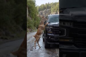Animals' Warning Signals to Humans" #animals #rescue #dog