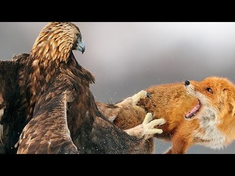 7 Unbelievable Animal Fights with Surprising Winners!