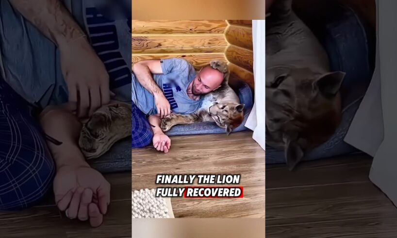 A kind man rescued the helpless mountain lion and raised it until it recovered #rescue #mountainlion