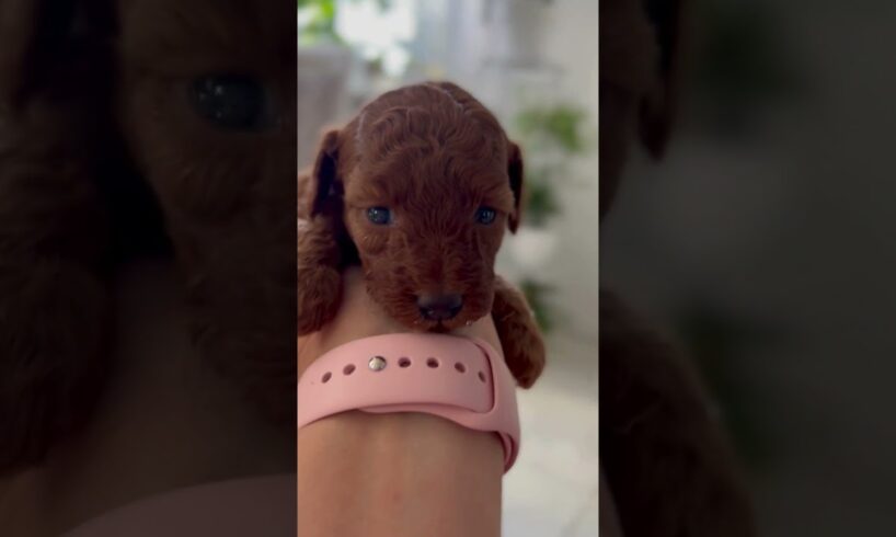 Amazingly Cute Puppies Adorable puppies