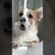 Best Dogs For Emotional Support! #funny #wholesome #cute #puppies #corgi #labrador #retriever #gold