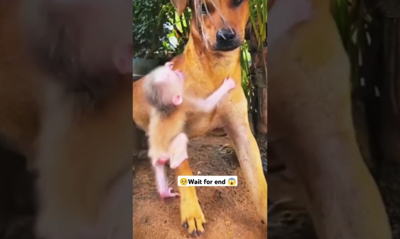 Cute baby monkey playing with dog 😱 #babymonkey #pets #cute #animals #shorts