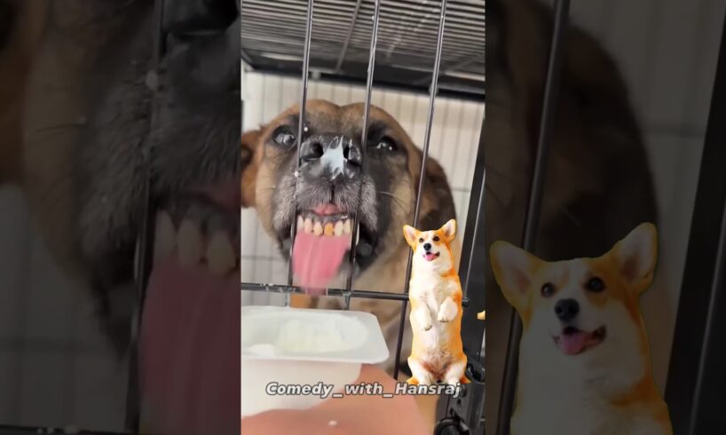 Cute puppies & chicken viral dance 😅🥳 #chikensong #dance #dogdance#puppy