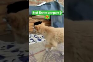 Cute puppies ka ghar ❤️ #dog