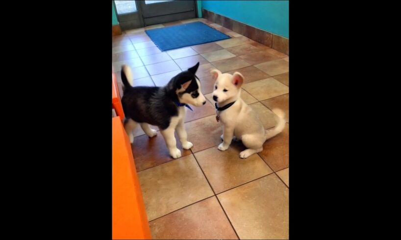 Cute puppies playing adorable moments #dog #puppy #dogs #doglover #cutedog #youtubeshorts #shorts