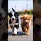 Cute puppies walking on a road #dog #puppy #doglover #dogs #cutedog #dogshort #youtubeshorts #shorts