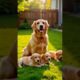 Cute puppies with mother dog #puppy #dog #cuteanimals