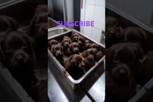 Cute puppies#shortsfeeds#youtubeshorts#funny#friendship#brown #puppies#dogshorts#cutiepie #small#