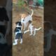 Cute puppies#song #punjabimusic #music #cutebaby #loveshoot #bollywoodsongs #babyshootsong #cute #me